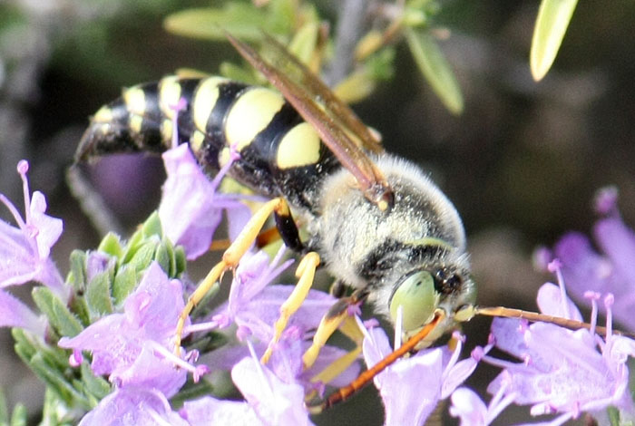 Bembix? No. cfr Stizus sp.